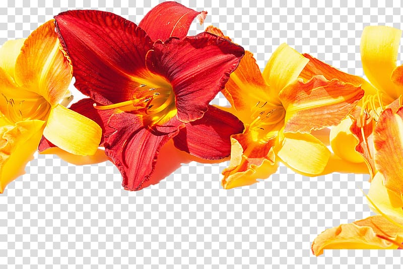 The Best of Good Morning , A plurality of day lily transparent background PNG clipart