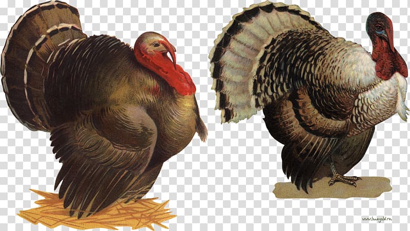 Turkey Drawing , turkey transparent background PNG clipart
