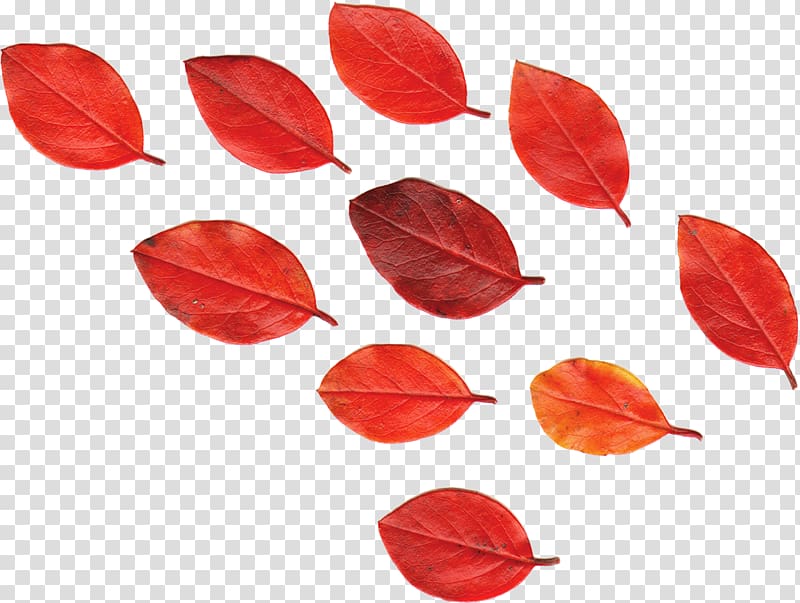 Leaf Red Autumn Leaves Flower, maple leaf transparent background PNG clipart