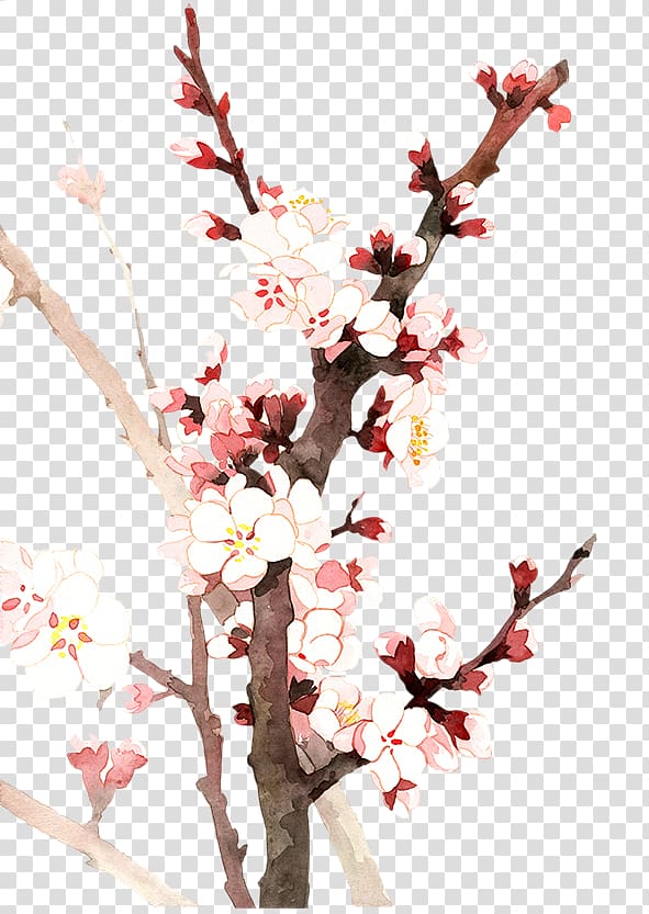 Yushui Cherry blossom Flower, Twenty-four Fan flower trade winds, rain, two candidates Almond transparent background PNG clipart
