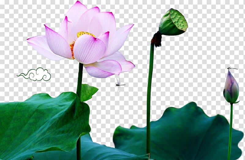 Nelumbo nucifera Anti-corruption campaign under Xi Jinping Poster , Lotus decorative patterns transparent background PNG clipart