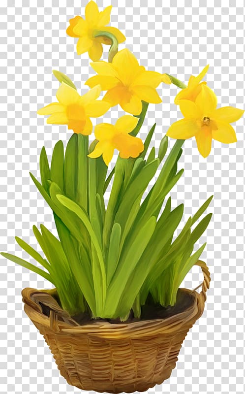 Daffodil Flowerpot Cut flowers Flowering plant, flower transparent background PNG clipart