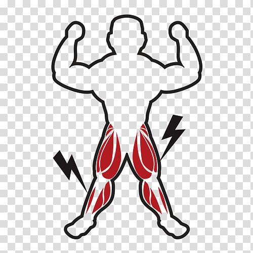 Muscle tissue Myocyte Computer Icons , others transparent background PNG clipart