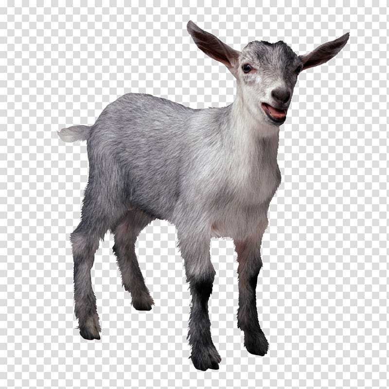 Goat Sheep Organization Christmas gift-bringer Public Relations, goat transparent background PNG clipart