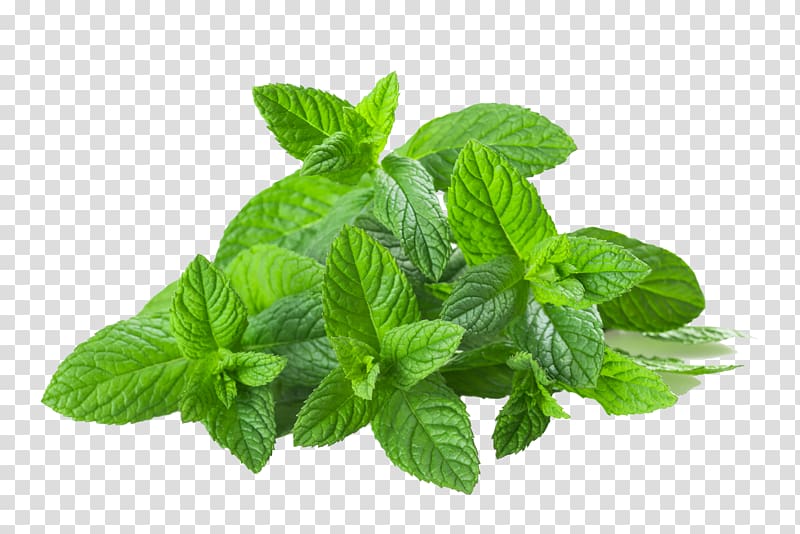 Peppermint Herbal tea Basil Portable Network Graphics, fresh green tea leaves transparent background PNG clipart