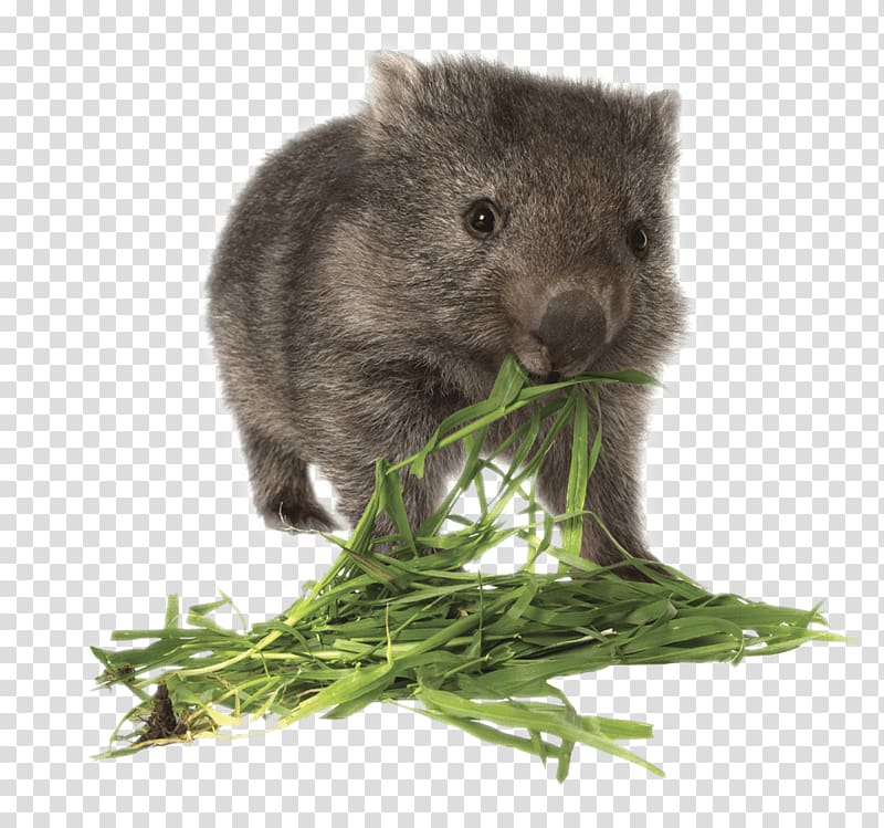 grey rodent eating grass, Wombat Eating Grass transparent background PNG clipart