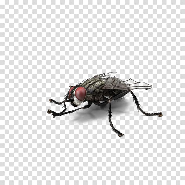 Fly Insect , Red-eyed fly transparent background PNG clipart