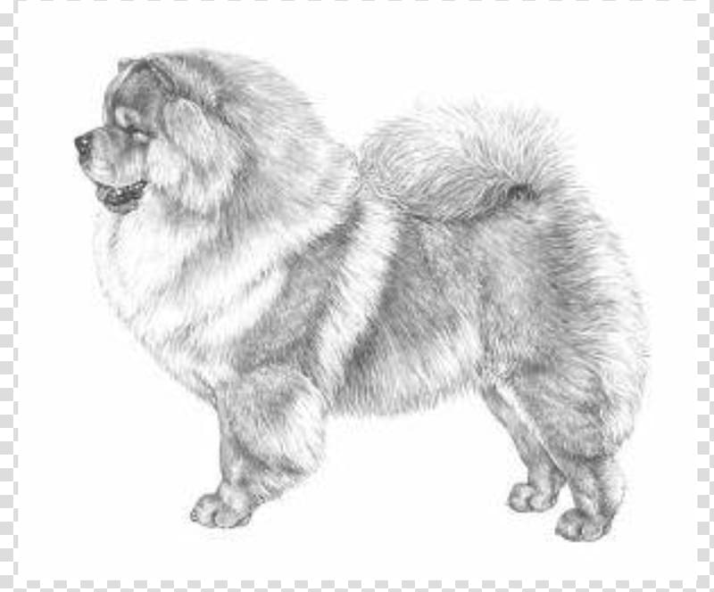 Chow Chow Akita Puppy Basenji Dog breed, puppy transparent background PNG clipart