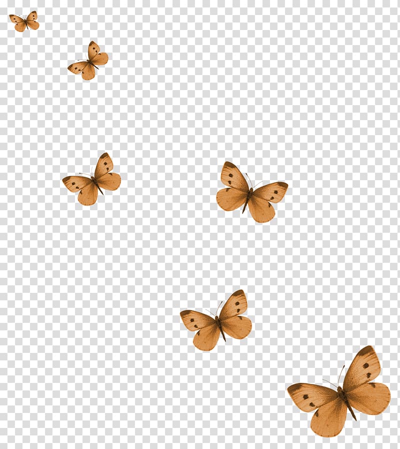 Butterfly , Dry butterfly material transparent background PNG clipart