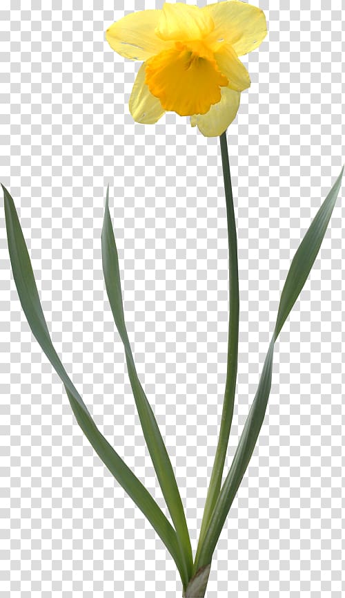 Daffodil Tulip Cut flowers , tulip transparent background PNG clipart