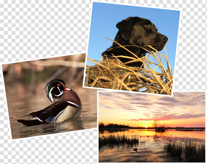 Call duck Ducks Unlimited Duck call Waterfowl hunting, contest transparent background PNG clipart