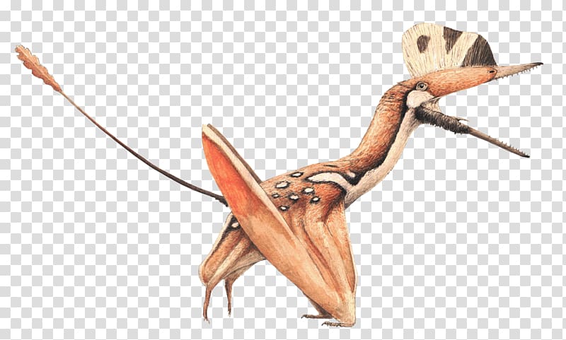 Darwinopterus modularis Pterosaurs KDRV Insect, Darwinopterus transparent background PNG clipart