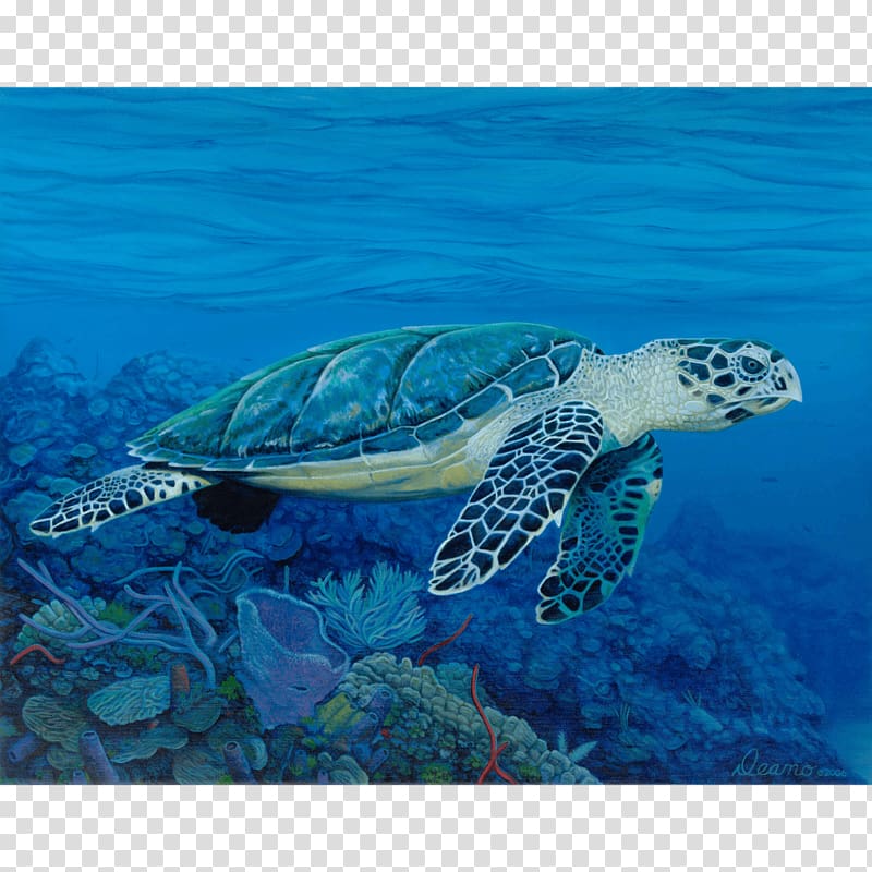 Hawksbill sea turtle Ocean, turtle transparent background PNG clipart