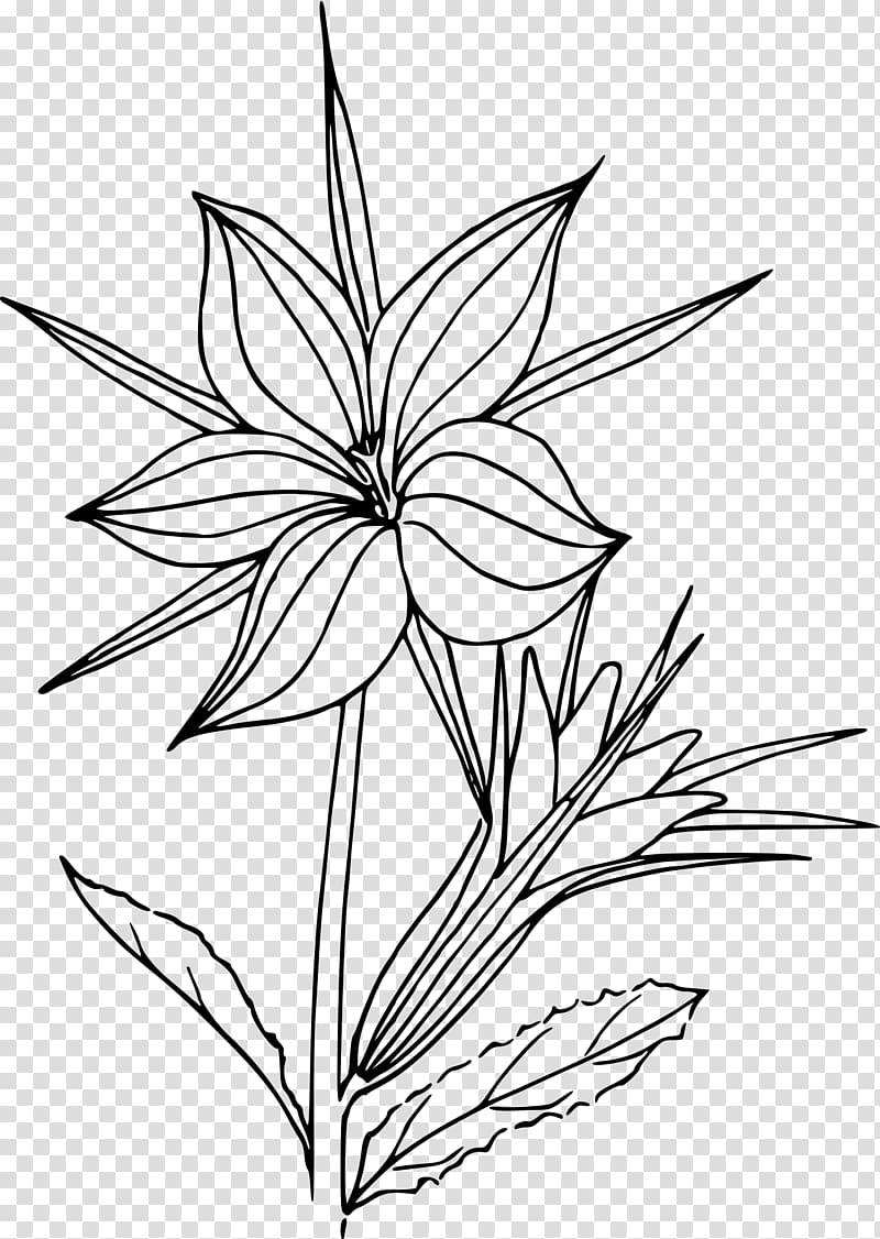 Coloring book Desert Plant Drawing, biopharmaceutical color pages transparent background PNG clipart