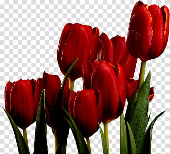 Tulip mania Red Bulb Keukenhof, tulip transparent background PNG clipart