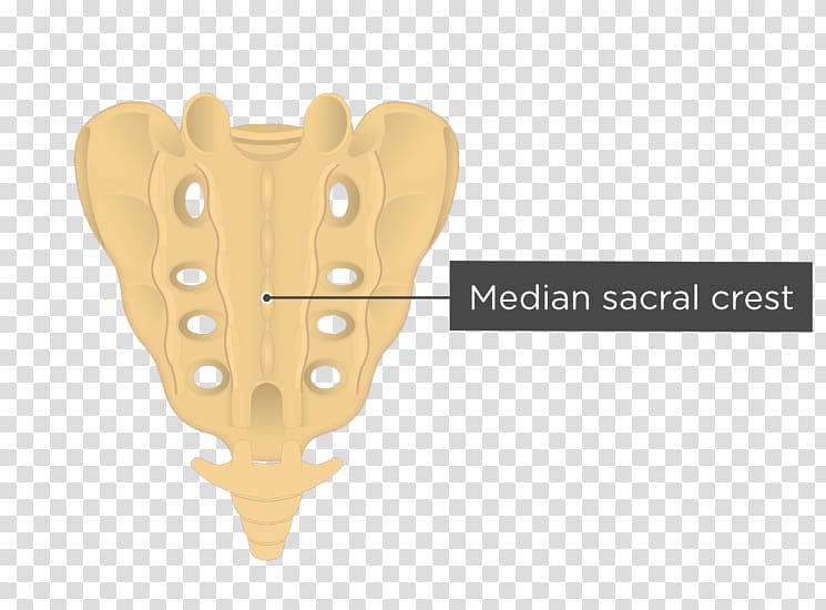 Sacrum Coccyx Vertebral column Human body Anatomy, Sacrum transparent background PNG clipart