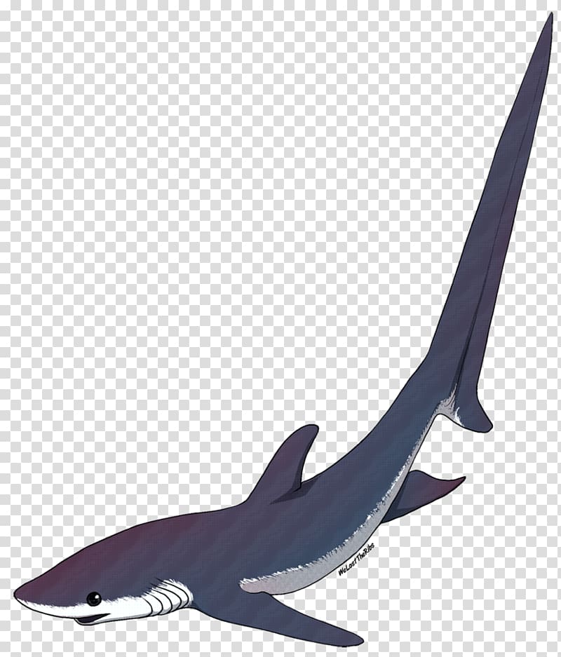 Shark USS Thresher (SSN-593) Isurus oxyrinchus Chondrichthyes Common thresher, shark transparent background PNG clipart