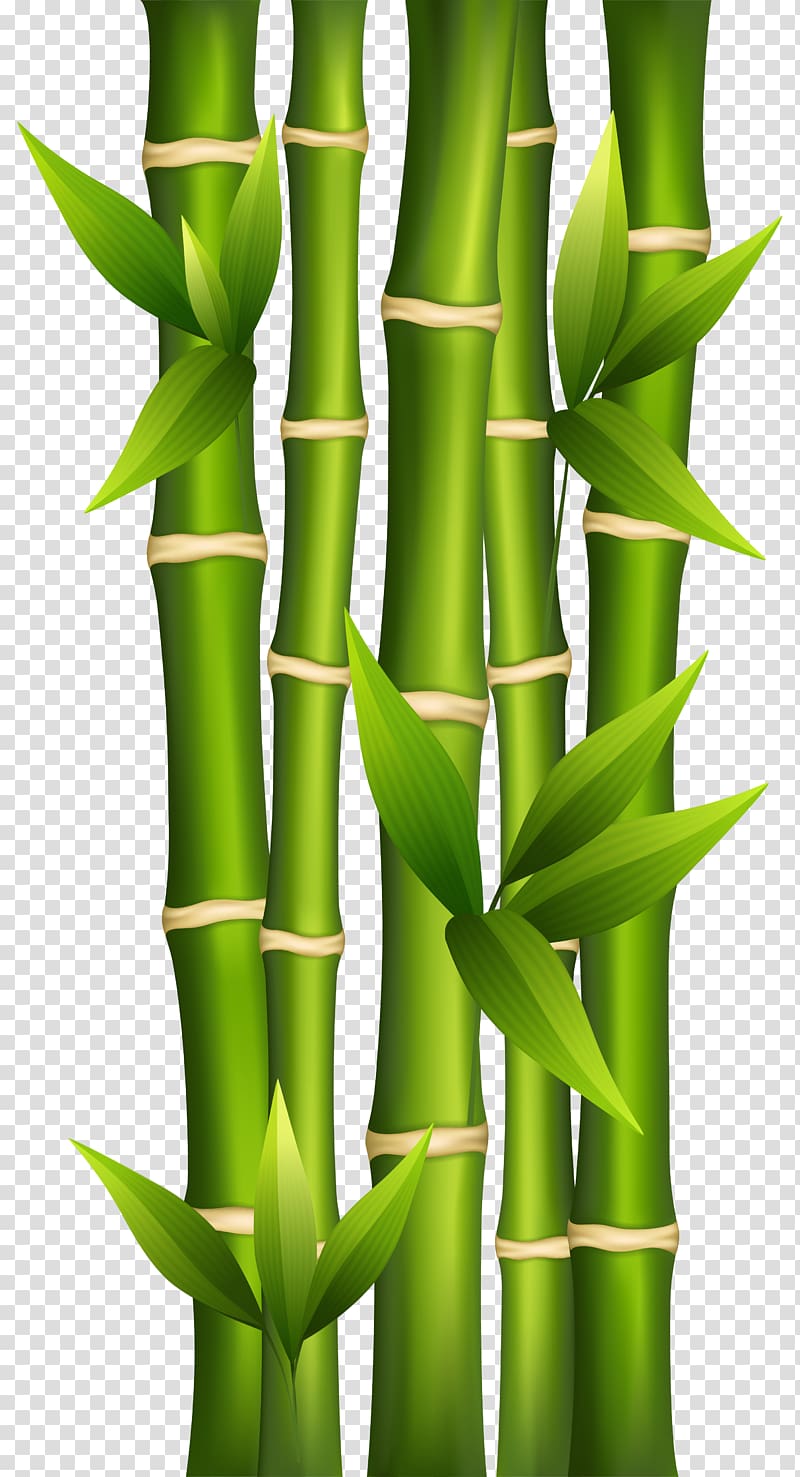 Bamboo shoot Plant stem , Bamboo Background transparent background PNG clipart