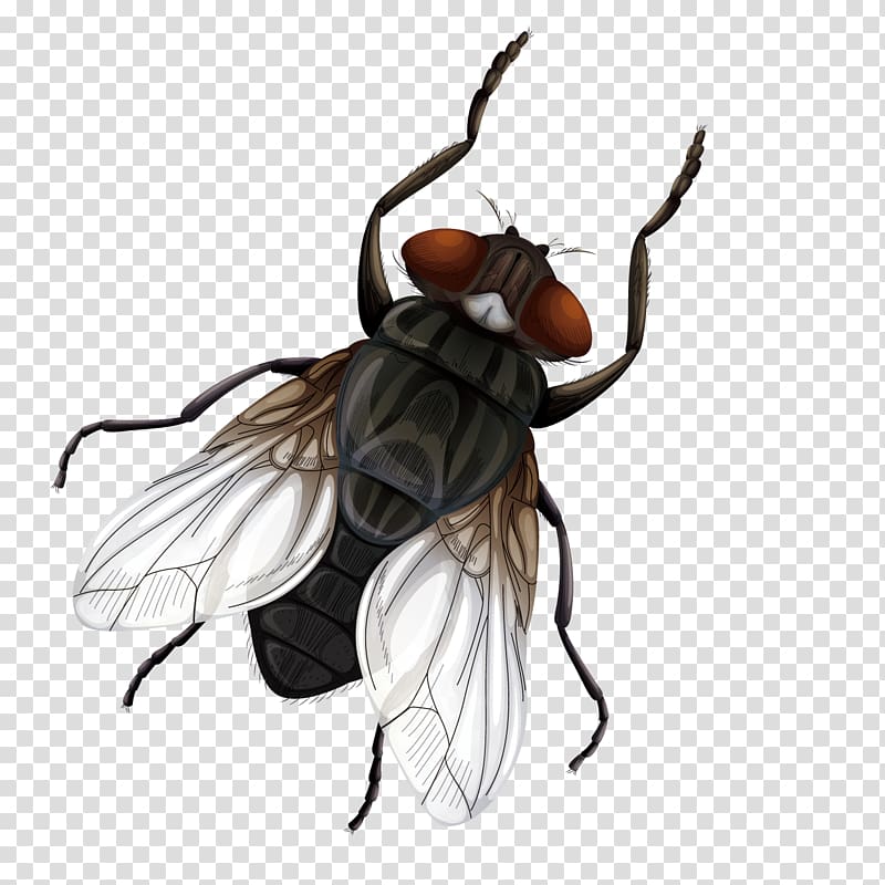 brown and white fly , Insect Fly Vecteur Euclidean , male flies transparent background PNG clipart