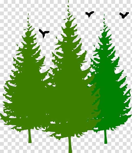 Eastern white pine Tree , tree transparent background PNG clipart