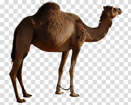 Camel transparent background PNG clipart