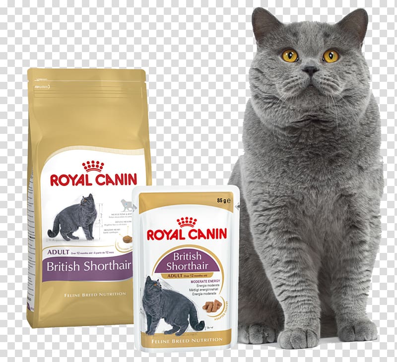 Free Download British Shorthair American Shorthair Exotic