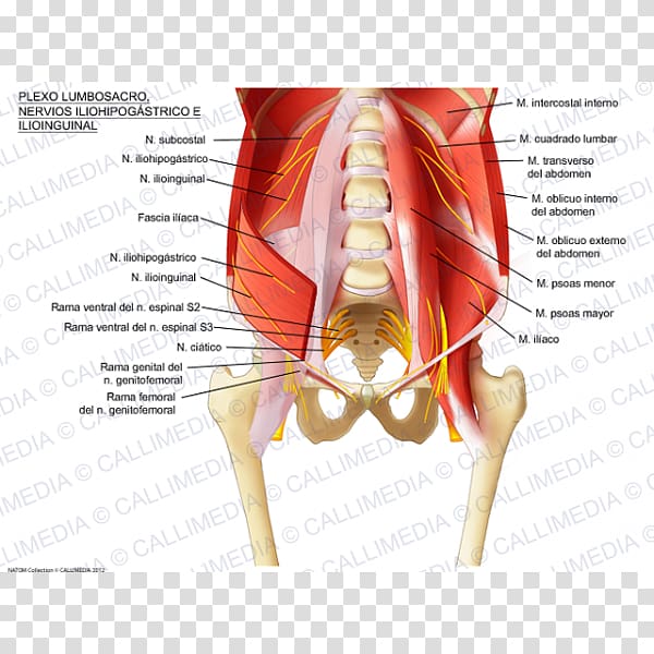 Sacral plexus Iliohypogastric nerve Lumbar plexus Ilioinguinal nerve, Sacral Plexus transparent background PNG clipart