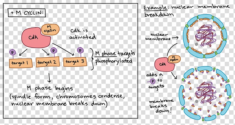 Maturation promoting factor Cell cycle Mitosis Cyclin-dependent kinase, binocular transparent background PNG clipart