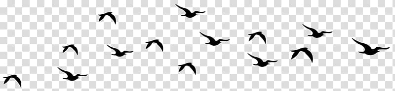 Bird Uncertainty principle Position and momentum space Planck constant, Bird Silhouette transparent background PNG clipart