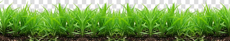 Grass transparent background PNG clipart