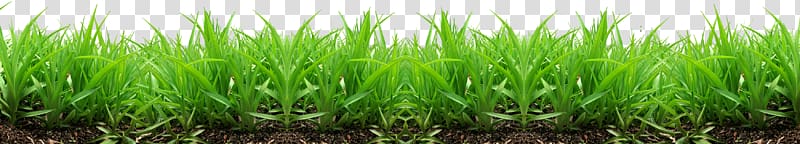 Lawn Industry , grass , green grass transparent background PNG clipart