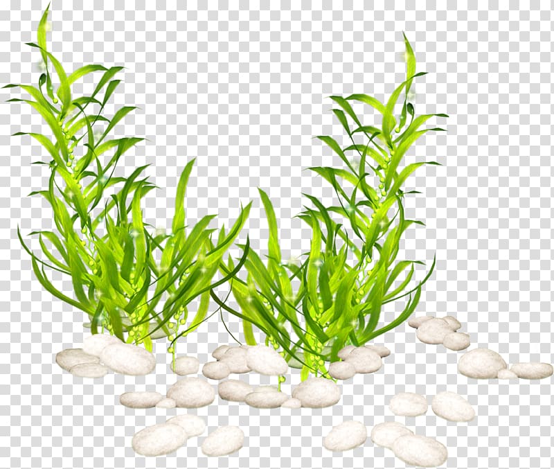 Aquatic Plants Seaweed Portable Network Graphics, plants transparent background PNG clipart