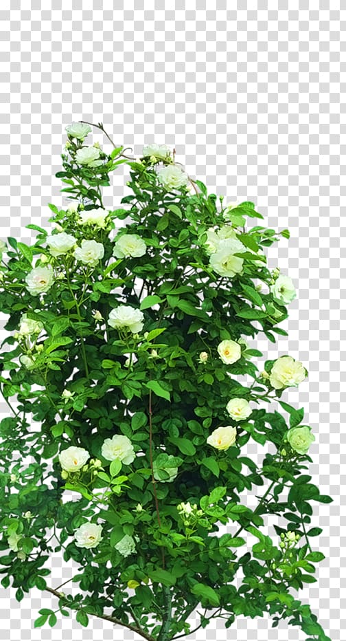 Shrub Rose Tree, rose transparent background PNG clipart