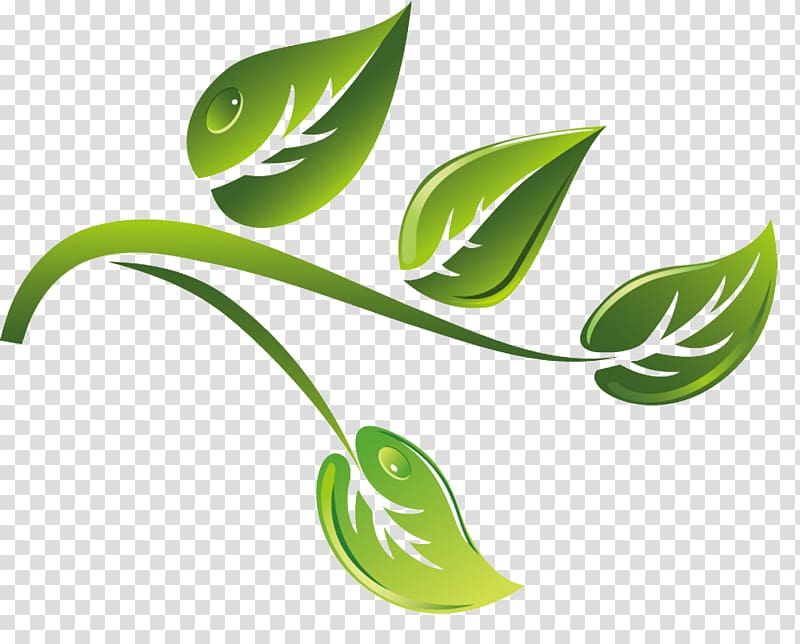 Green tea, Green tea branch material Cartoon transparent background PNG clipart