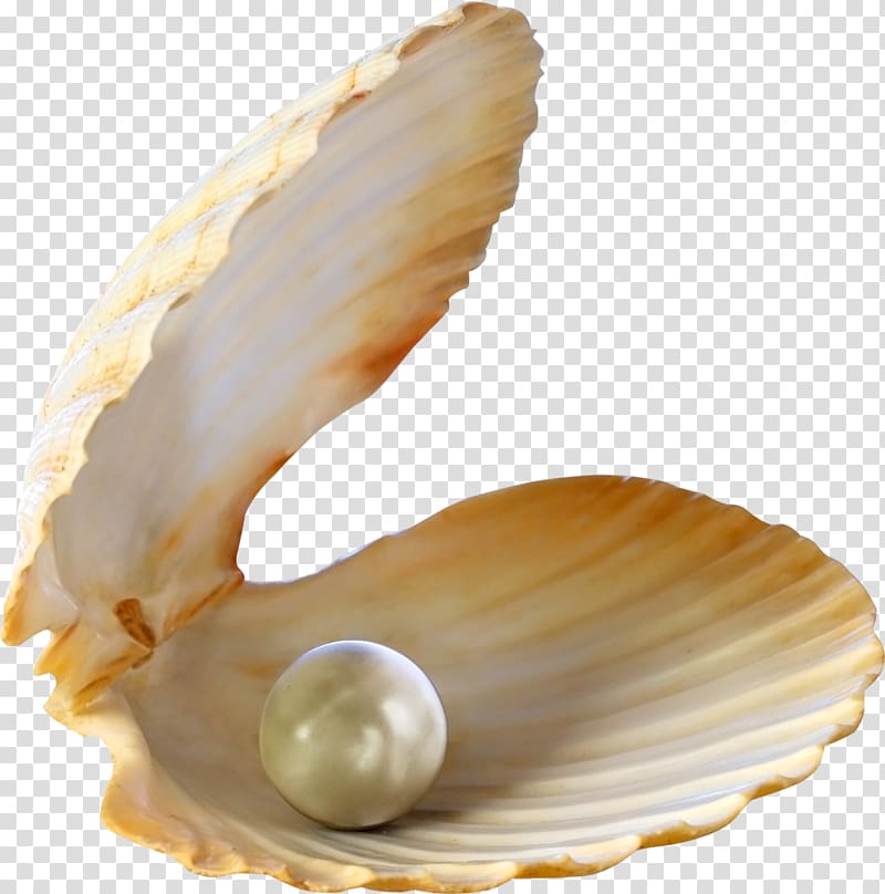 white pearl and shell, Oyster Pearl Seashell , seashell transparent background PNG clipart