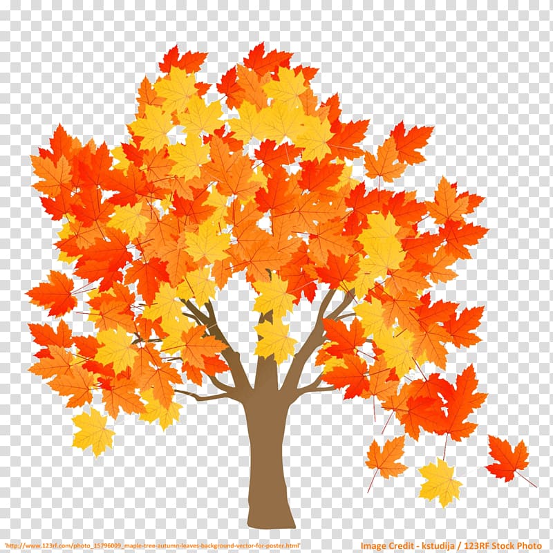 Maple leaf Tree Red maple, maple leaves transparent background PNG clipart