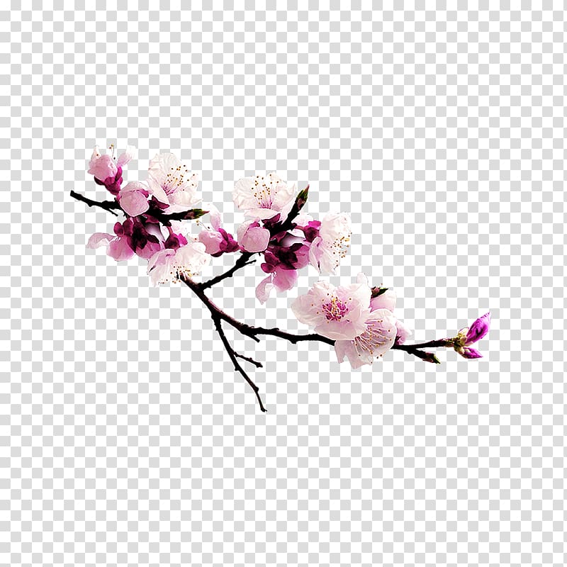 Peach Computer file, Peach blossom transparent background PNG clipart
