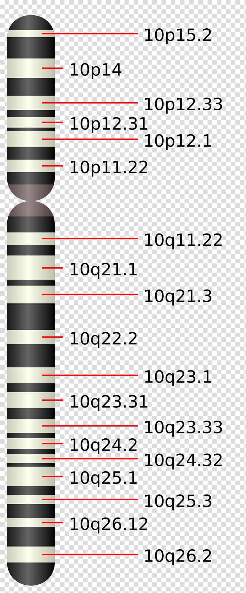 Chromosome 10 Chromosome 12 (human) Chromosome 19 Chromosome 16, others transparent background PNG clipart