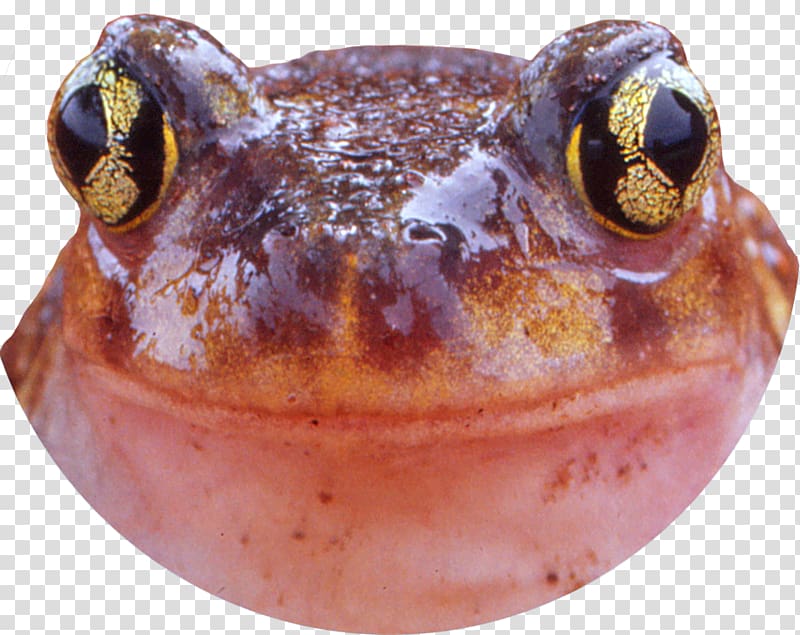 Northern cricket frog Tree frog Toad Southern cricket frog, frog transparent background PNG clipart
