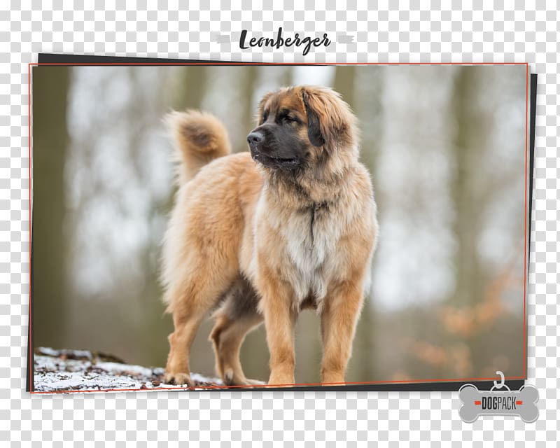 Dog breed Leonberger Tibetan Spaniel Eurasier Newfoundland dog, puppy transparent background PNG clipart