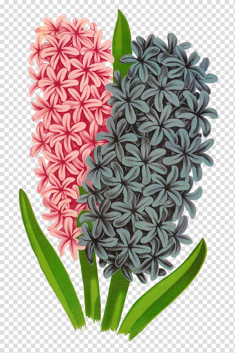 Flower Hyacinthus orientalis Drawing , Hyacinth transparent background