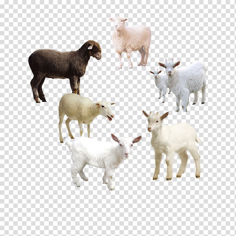 of sheep family, Sheep Goat Icon, Sheep album transparent background PNG clipart