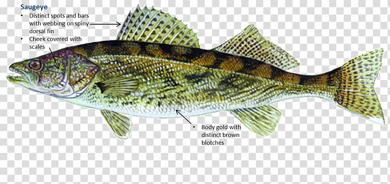 Oklahoma Sauger Fishing Walleye Freshwater fish, ing transparent background PNG clipart