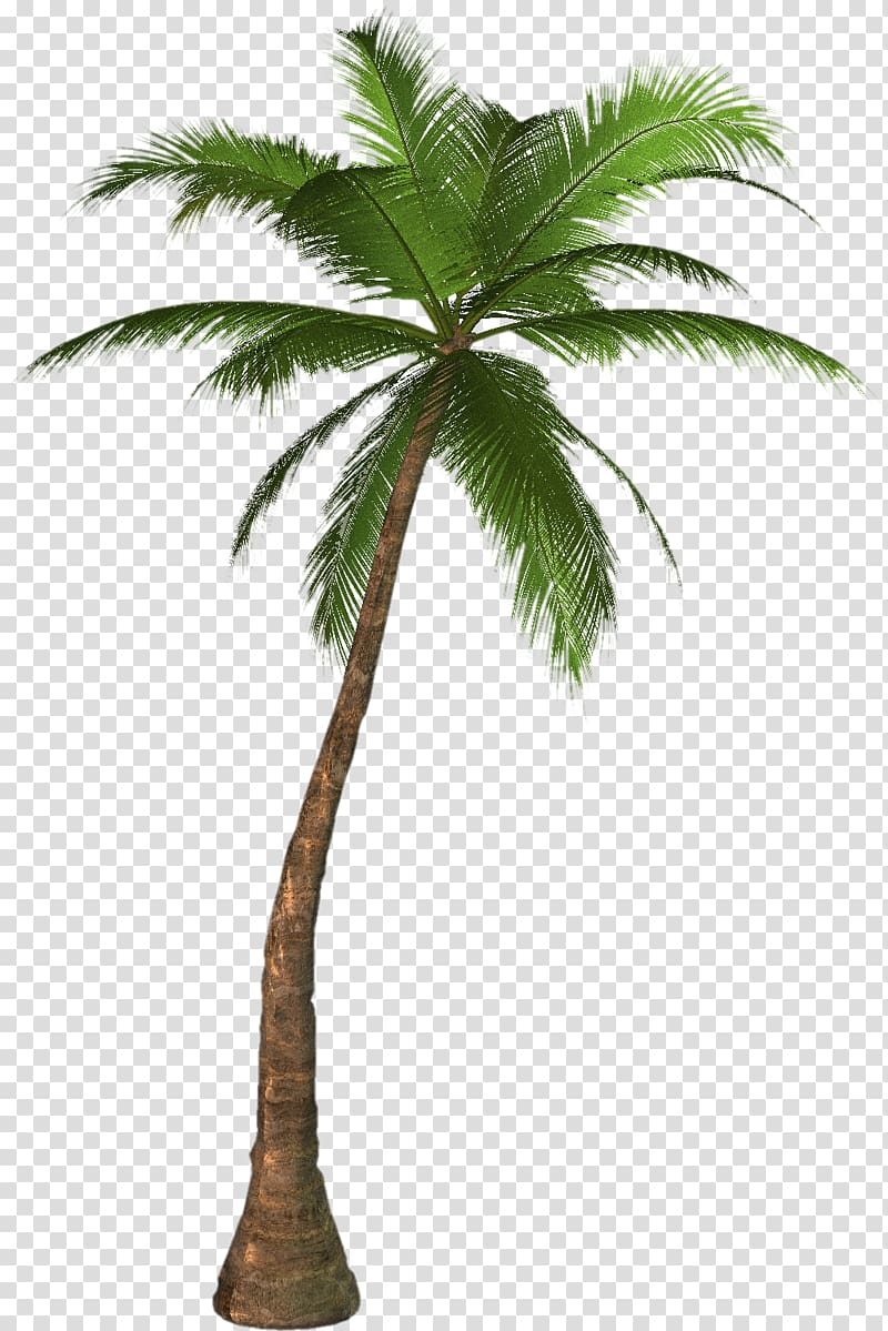 coconut tree illustration, Arecaceae , Palm tree transparent background PNG clipart