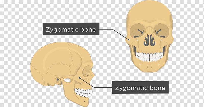 Zygomatic bone Anatomy Maxilla Human body, face anatomy transparent background PNG clipart