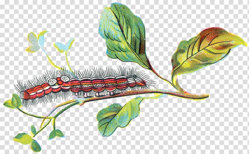Caterpillar The Secret of Childhood Yellow-tail Sensitive periods, Caterpillar transparent background PNG clipart