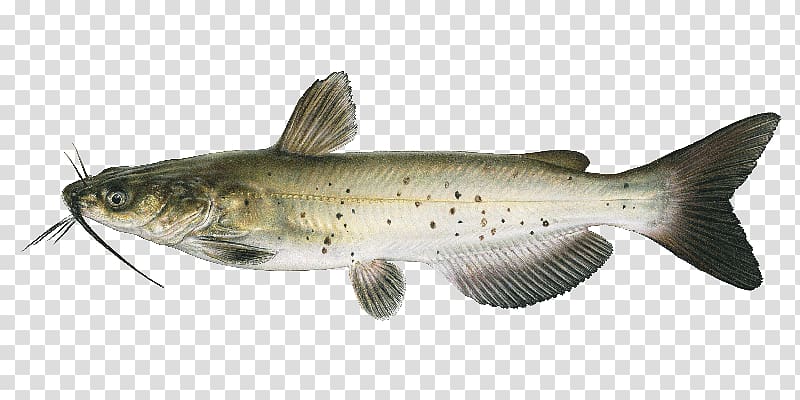 Channel catfish Freshwater Fishes of Nebraska: A Guide to Game Fishes Cod, fish transparent background PNG clipart