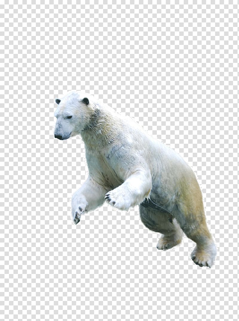 Polar bear Asian black bear Arctic fox Earless seal, Polar Bear transparent background PNG clipart