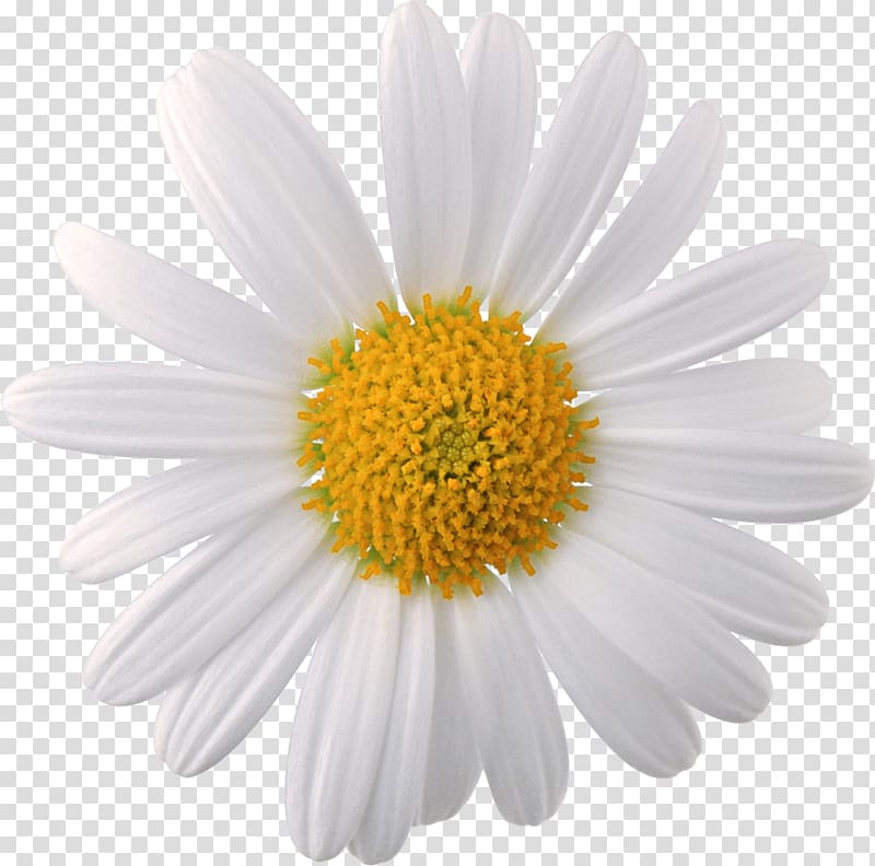 white daisy flower, Chamomile Flower, Camomile Face transparent background PNG clipart