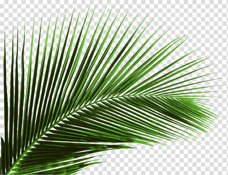 Free download | Green palm leaf illustration, Arecaceae Leaf Palm ...